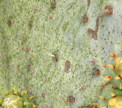 Hesperolabops gelastops