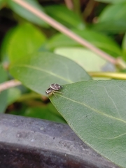 Heliophanus