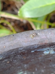 Heliophanus