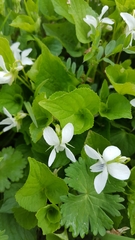 Viola blanda