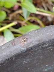 Heliophanus