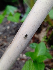 Heliophanus