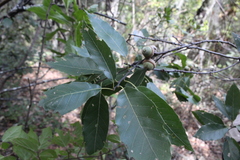 Quercus acutifolia