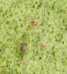 Hesperolabops gelastops