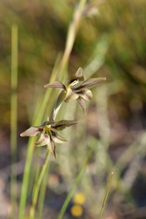 Gladiolus hyalinus