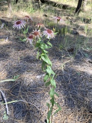 Erigeron subtrinervis