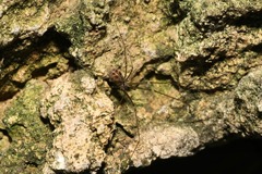 Hoplopholcus forskali