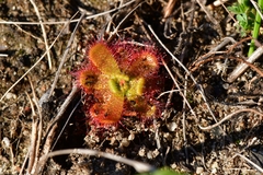 Drosera trinervia