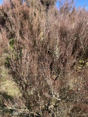 Dracophyllum subulatum