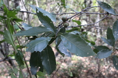 Quercus acutifolia