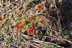 Drosera trinervia