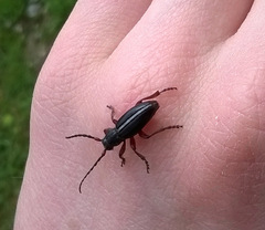 Dorcadion cinerarium