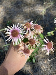 Erigeron subtrinervis