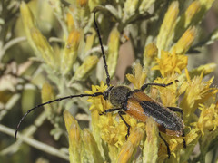 Crossidius pulchellus