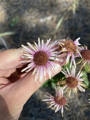 Erigeron subtrinervis