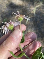 Erigeron subtrinervis