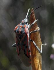 Spilostethus crudelis
