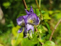 Aconitum uncinatum
