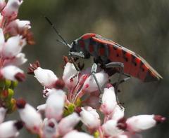 Spilostethus crudelis