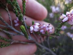Erica petraea