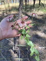 Erigeron subtrinervis