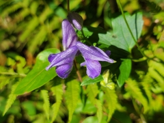 Aconitum uncinatum