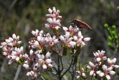 Erica petraea