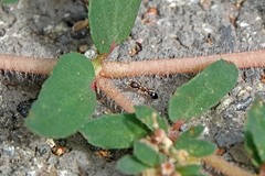 Cardiocondyla mauritanica