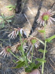 Erigeron subtrinervis