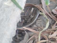 Chalcides bedriagai