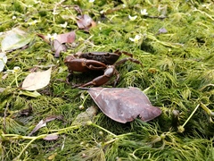 Pseudothelphusa dugesi