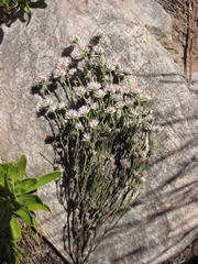 Stoebe microphylla