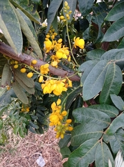 Senna viarum