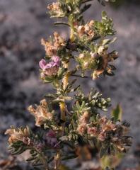 Aspalathus argyrella