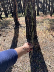 Pennellia longifolia