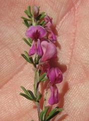 Indigofera pappei
