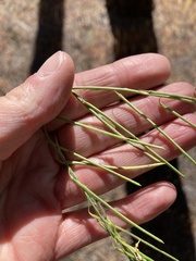 Pennellia longifolia