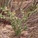 Gethyllis undulata - Photo (c) Nick Helme,  זכויות יוצרים חלקיות (CC BY-SA)