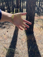 Pennellia longifolia