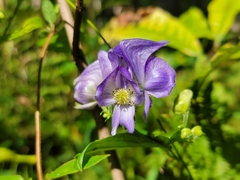 Aconitum uncinatum