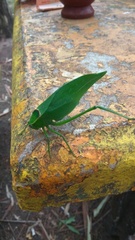 Stilpnochlora nanna