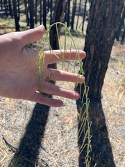 Pennellia longifolia