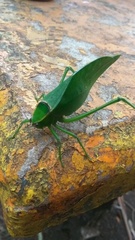Stilpnochlora nanna