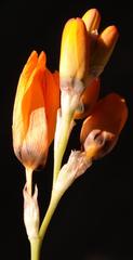 Ixia calendulacea