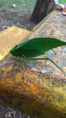 Stilpnochlora nanna