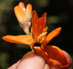 Ixia calendulacea