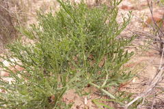 Lichtensteinia crassijuga
