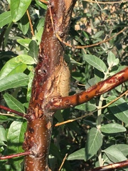 Mantis religiosa