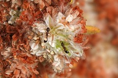 Cardiocondyla mauritanica