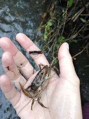 Pseudothelphusa dugesi